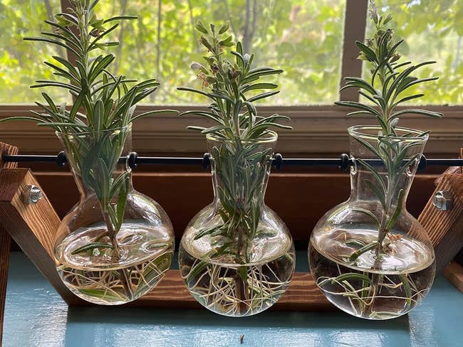 three glass bulb planters in a stand with rosemary growing out the top