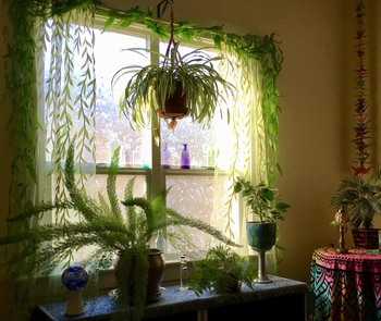 Reviewer pic of the sheer curtains surrounded by plants