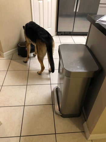 dog eating near the closed trash can