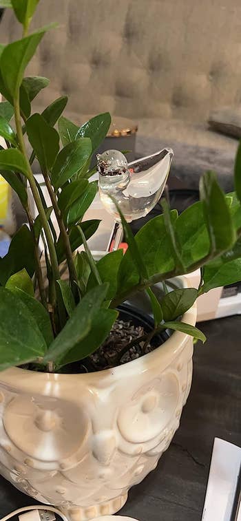 Different reviewer's bird shape glass watering globe in plant