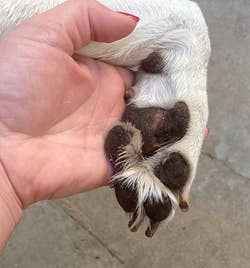 Person holding the dog's paw, now clean 