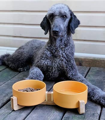 a poodle sitting with the yellow bowls