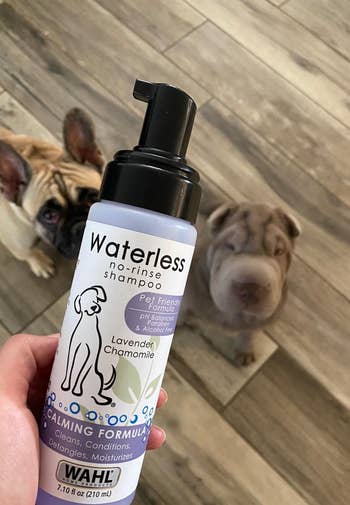 the bottle of shampoo with reviewer's dogs behind it