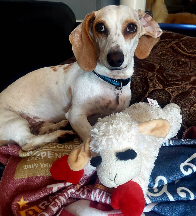 reviewer image of a small dog with a Lamb Chop plush squeaky toy