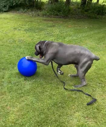A dog pawing a large blue ball