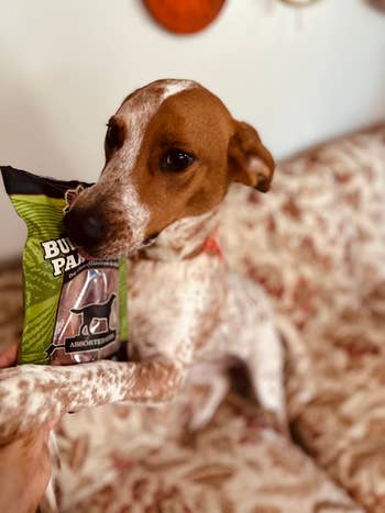 Dog holds a packaged dainty connected a patterned couch, appearing curious