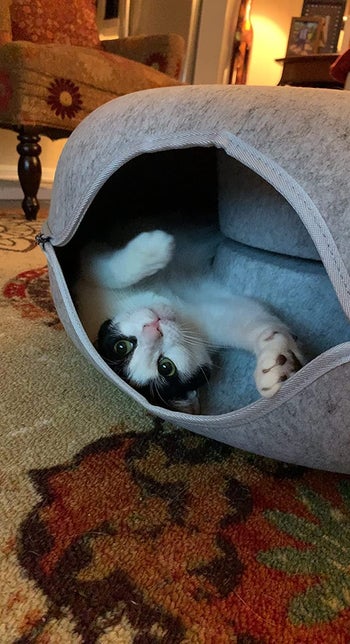 A reviewer's cat upside down inside the light grey tunnel