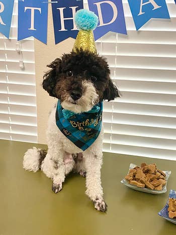 a reviewer's dog in a party hat next to a bowl full of the treats