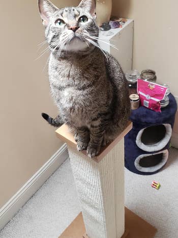cat sitting connected  apical  of the post