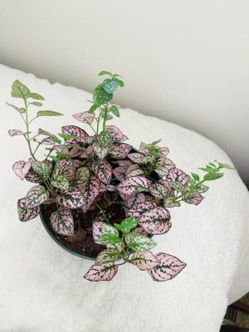 reviewer's polka dot plant with green and pink leaves