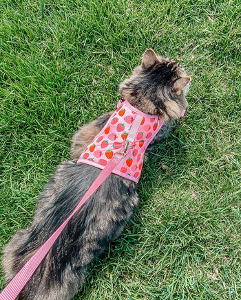 Reviewer's cat showing back view of product with metal silver loop attached to pink leash walking in grass