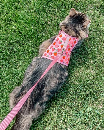 Reviewer's cat showing back view of product with metal silver loop attached to pink leash walking in grass