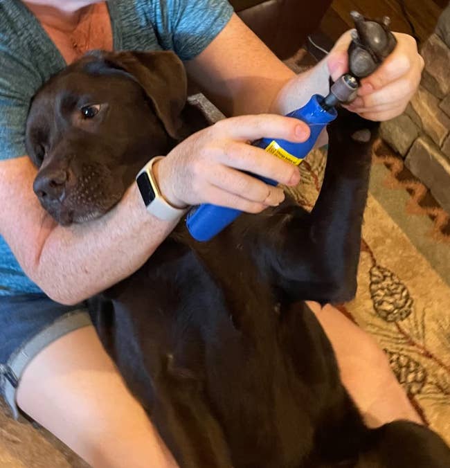 reviewer using grinder on chocolate lab's nails