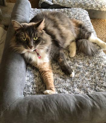 Another reviewer's fluffy cat lounges on a gray pet bed