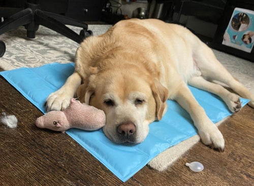 Reviewer's labrador retriever on the blue pad