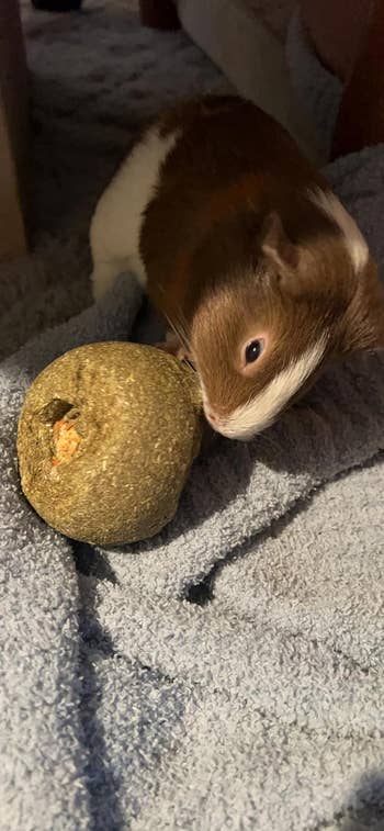 Guinea pig sniffing a hay ball on a textured ground