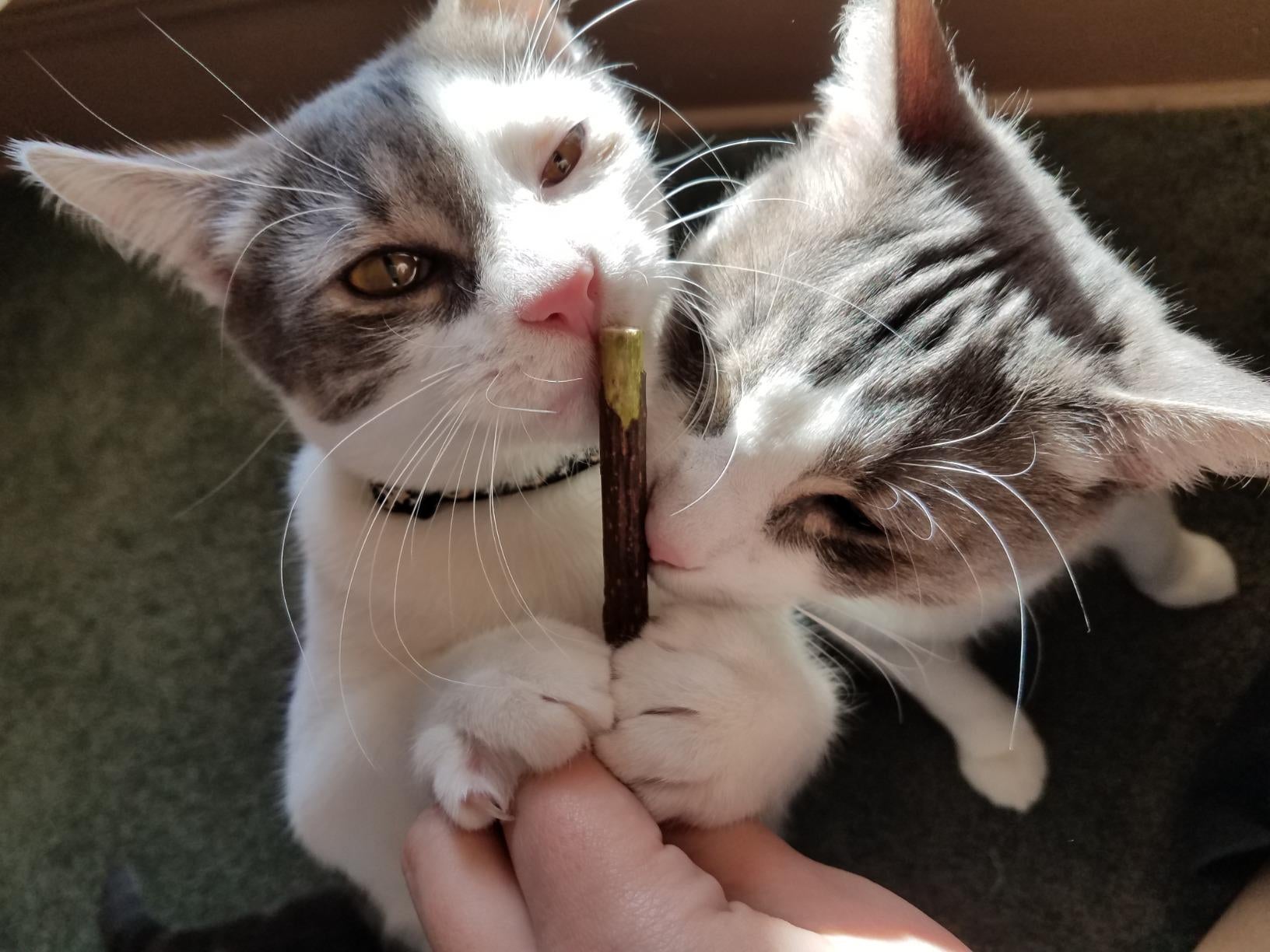 Reviewer's two white and grey cats holding on to one of the sticks
