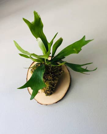 a staghorn fern mounted on a round wooden plaque on a wall