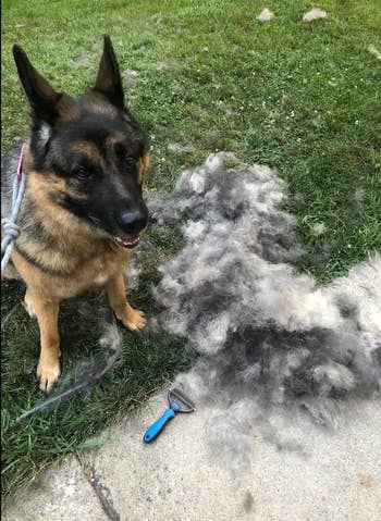 Dog next to a pile of fur 