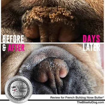 a photo of a French bulldog's nose looking raw and dry, then after using the butter looking smooth and healthy