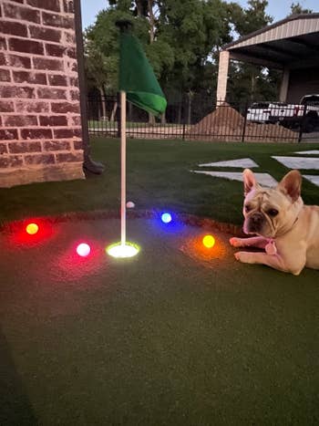 reviewer's LED golf balls on a golf course next to their dog