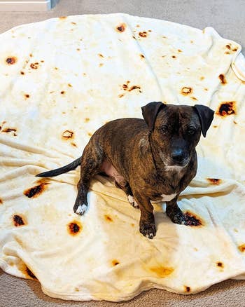 dog sitting on circular blanket