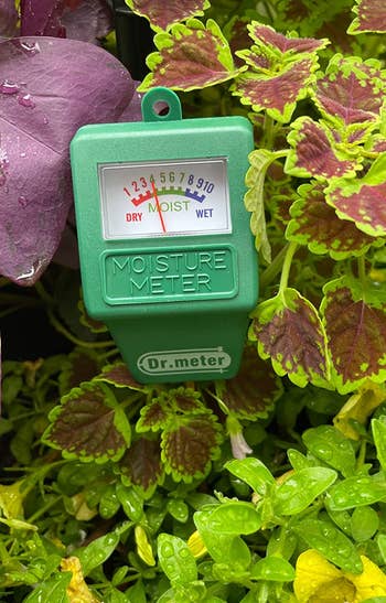 Reviewer's moisture meter inserted into the soil of a plant