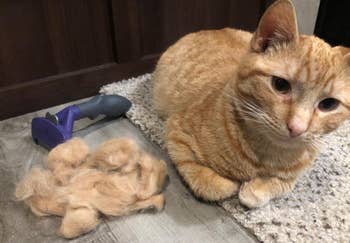 reviewer's short haired orange cat looking freshly groomed next to the deshedding tool and gobs of hair