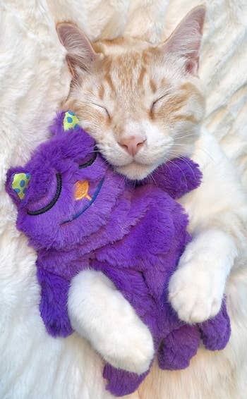 orange and white cat sleeping soundnly while cradling purple purr pillow
