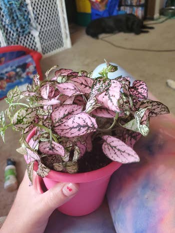 different reviewer's polka dot plant