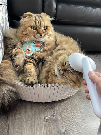 two cats in a bed and one getting groomed with the brush