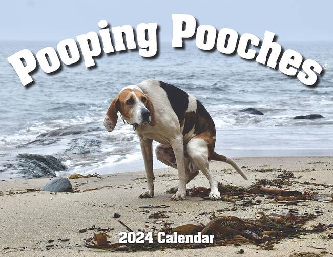 dog pooping on beach