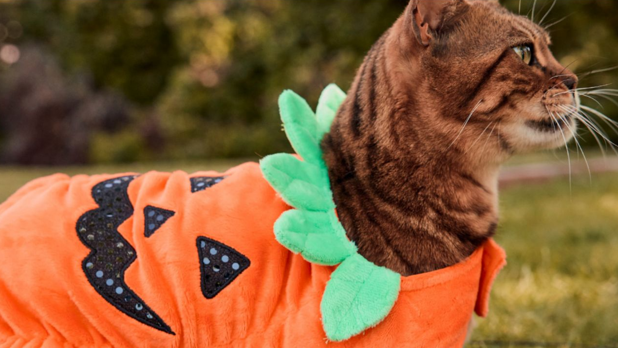 cat in a pumpkin costume