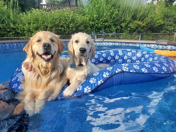 Reviewer's two dogs floating comfortably in the raft