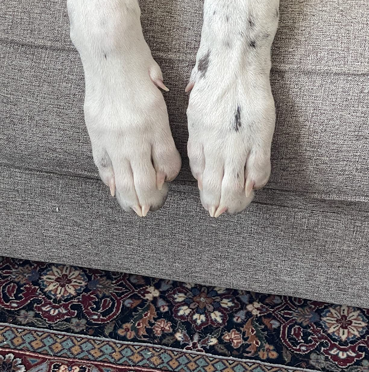 reviewer's pic of dogs manicured nails