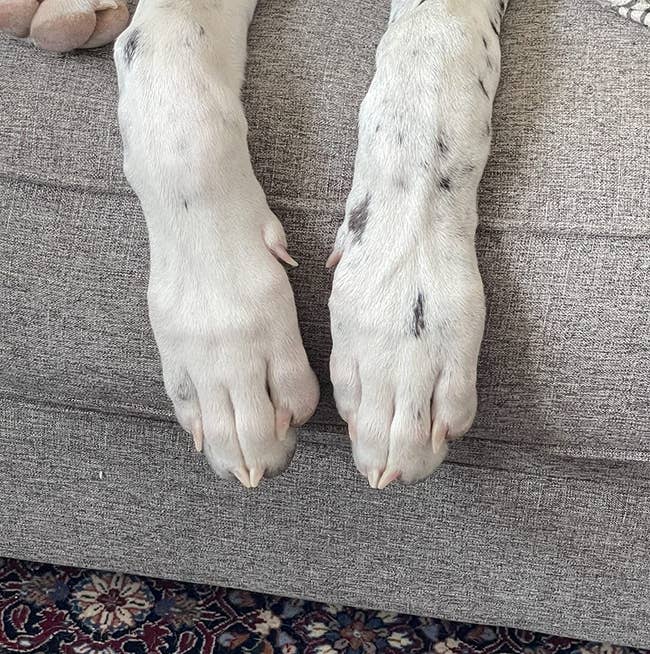 reviewer's pic of dogs manicured nails