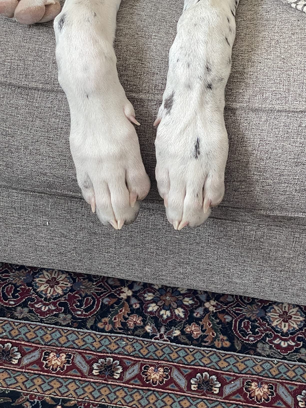 reviewer's pic of dogs manicured nails