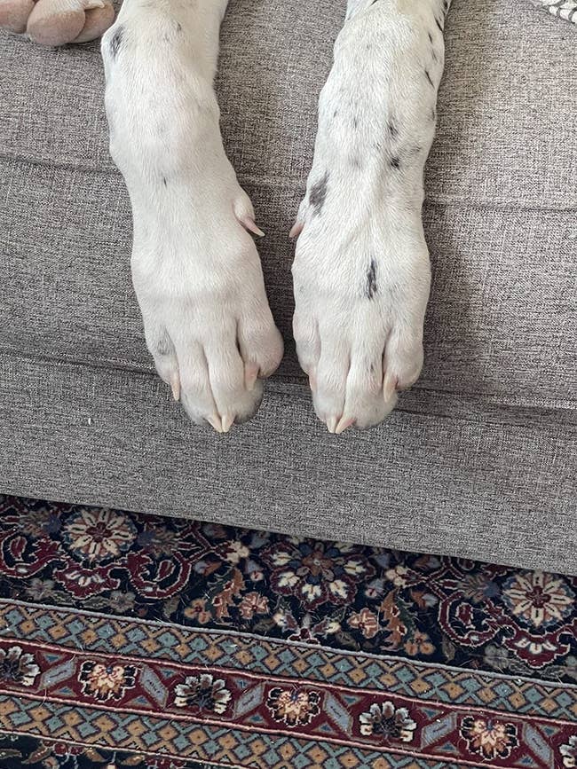 reviewer's pic of dogs manicured nails