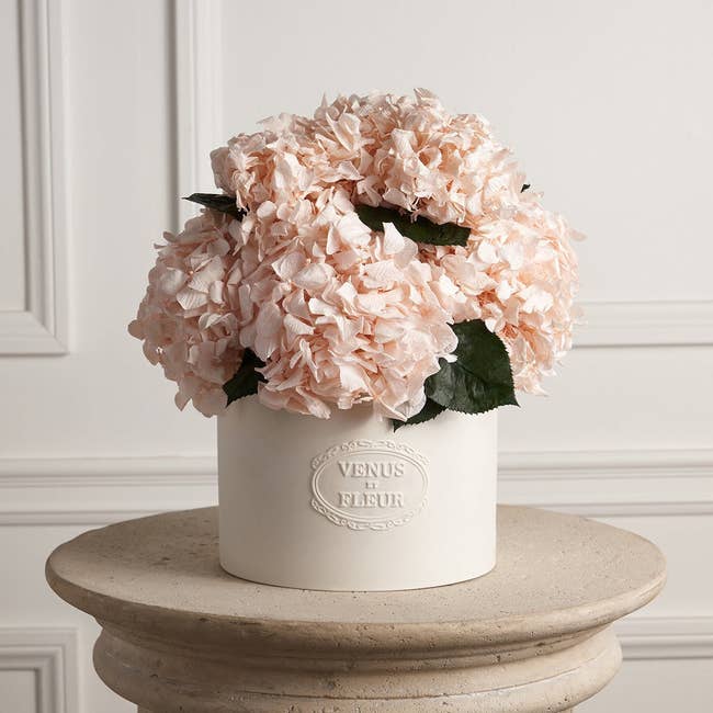 everlasting blush pink hydrangeas in a white ceramic vase