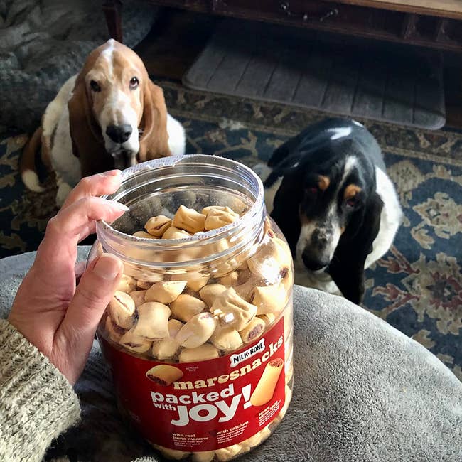 a reviewer holding the large tub of treats with their two dogs at their feet