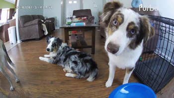 reviewer image of the Furbo camera showing their two dogs looking at the camera