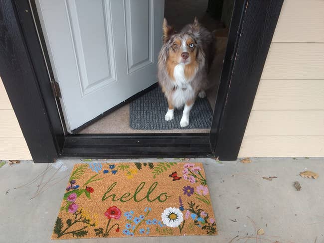 reviewer's dog at the door with the brown and colorful floral mat that reads 
