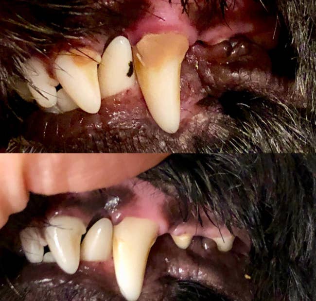 before and after of reviewer's dog's teeth 