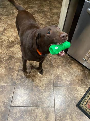 A dog with the toy in their mouth