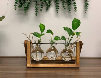 A reviewer photo of the plant terrarium on a desk