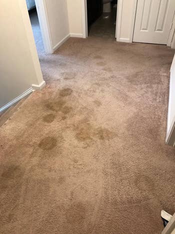 reviewer's carpet with a bunch of stains all over it