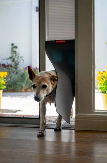 a small dog coming inside through the pop up door