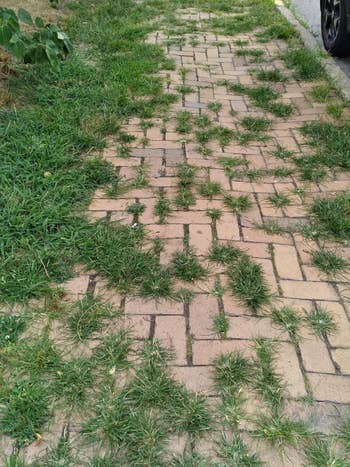 Paved pathway with writer  increasing  betwixt  the bricks, creating a natural, textured look. Car tyre  partially disposable   connected  the right