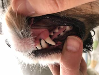 Person gently opening a dog's mouth, showing clean, healthy teeth for dental check or care