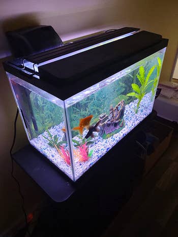the aquarium light at the top of a tank